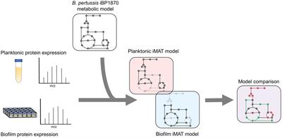 Integrating proteomic data with metabolic modeling provides insight into key pathways of Bordetella pertussis biofilms